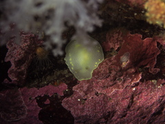 Cadlina laevis