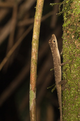 Anolis fuscoauratus