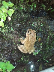 Duttaphrynus melanostictus