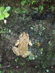 Duttaphrynus melanostictus