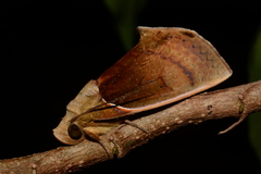 Gonodonta