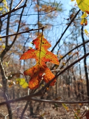 Quercus georgiana