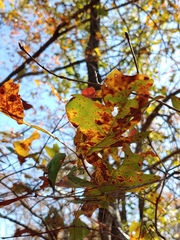 Quercus georgiana