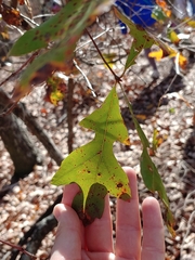 Quercus georgiana