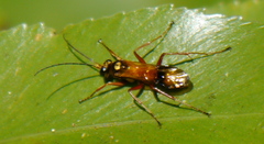 Sphictostethus fugax