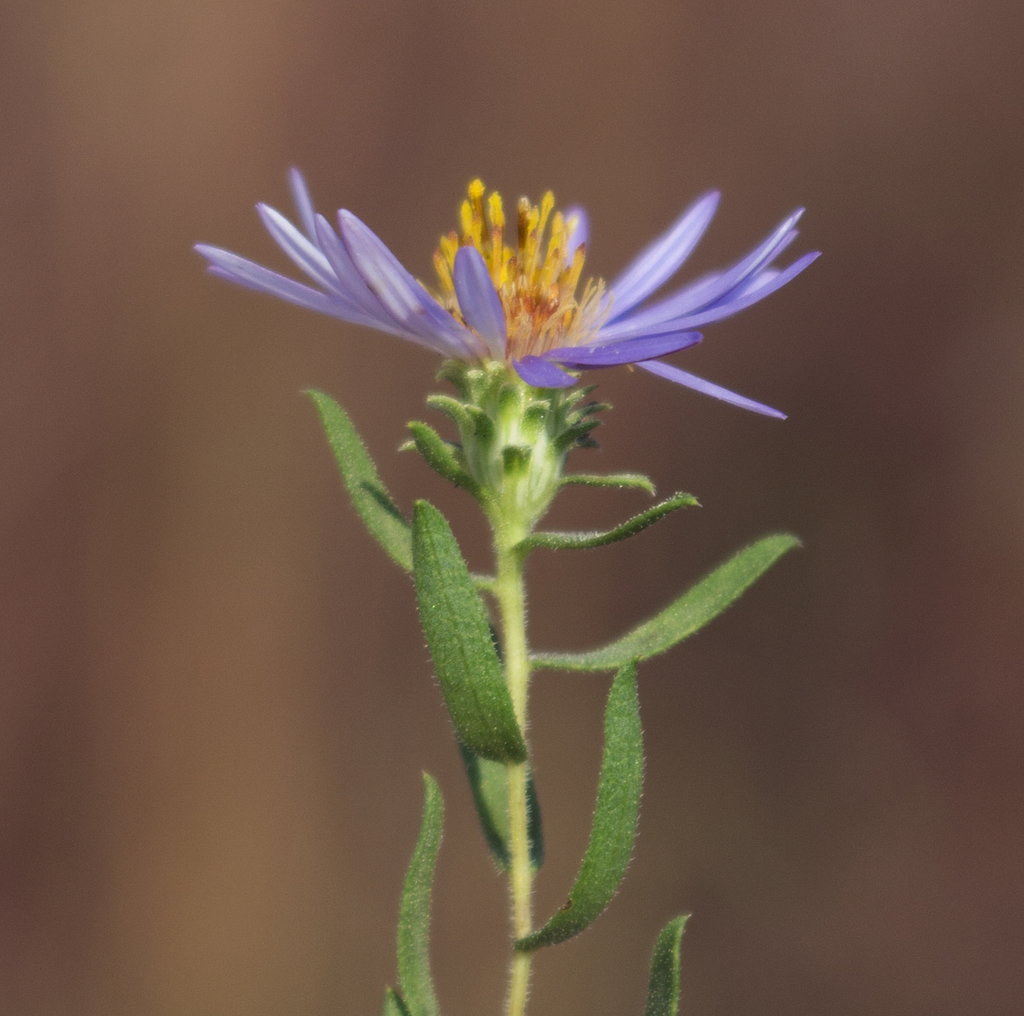 Aromatic Aster (Arkansas, Saline) · iNaturalist