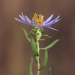 Aromatic Aster - Photo (c) aarongunnar, some rights reserved (CC BY), uploaded by aarongunnar