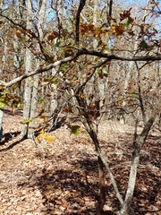 Quercus georgiana