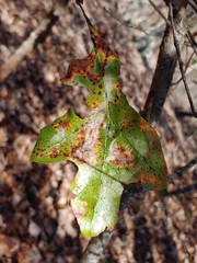 Quercus georgiana