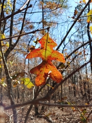 Quercus georgiana