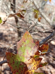 Quercus georgiana