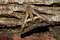 Melipotis bisinuata