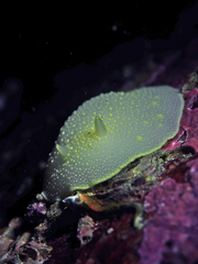 Cadlina laevis