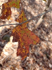 Quercus georgiana