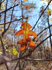Quercus georgiana