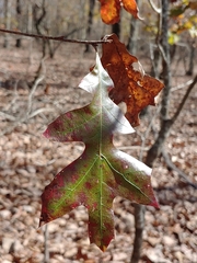 Quercus georgiana