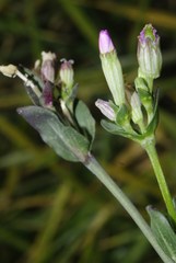 Silene diversifolia