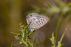 Leptotes pirithous
