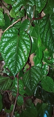 Cissus discolor