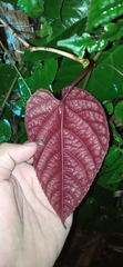 Cissus discolor