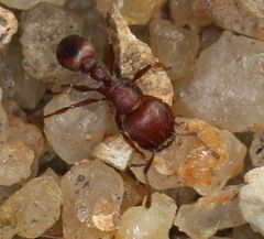 Tetramorium setuliferum