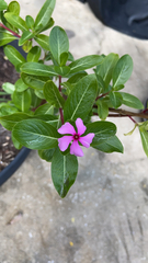 Catharanthus roseus