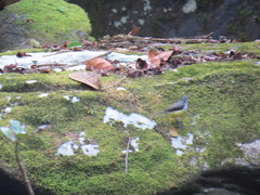 Motacilla flaviventris