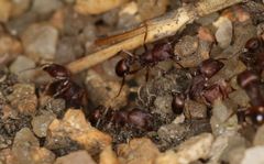 Tetramorium setuliferum