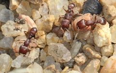 Tetramorium setuliferum