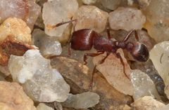 Tetramorium setuliferum