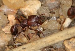 Tetramorium setuliferum