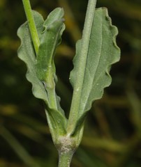 Silene diversifolia
