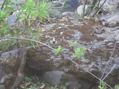 Motacilla flaviventris