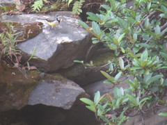 Motacilla flaviventris
