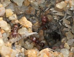 Tetramorium setuliferum