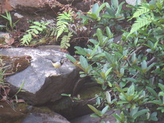 Motacilla flaviventris