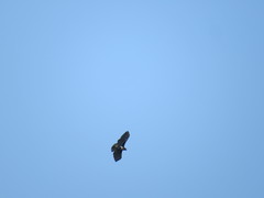 Buteo brachypterus