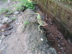 Furcifer balteatus