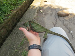 Furcifer balteatus