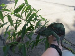 Furcifer balteatus