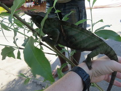 Furcifer balteatus