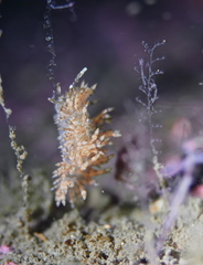 Eubranchus vittatus