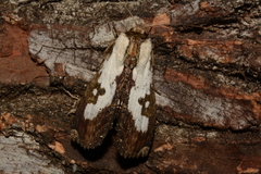 Noctuoidea
