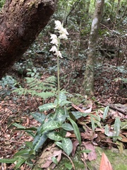 Goodyera daibuzanensis