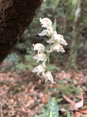 Goodyera daibuzanensis