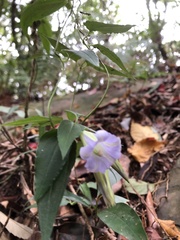 Tripterospermum lanceolatum