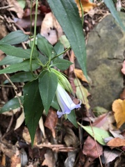 Tripterospermum lanceolatum