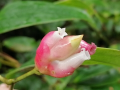 Image of Cavendishia bracteata