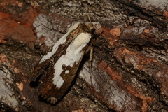 Noctuoidea