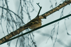 Fringilla coelebs